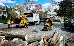 Best Root Management and Removal  in Bon Air, VA