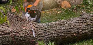 Best Tree Removal  in Bon Air, VA