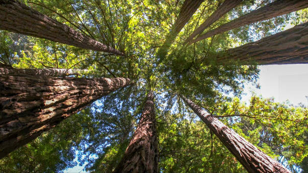 Best Tree Maintenance Programs  in Bon Air, VA