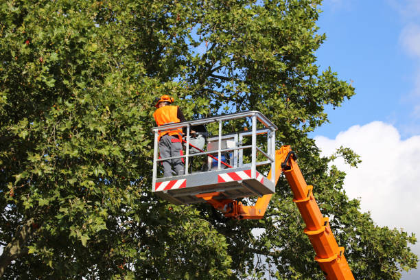 Trusted Bon Air, VA Tree Services Experts