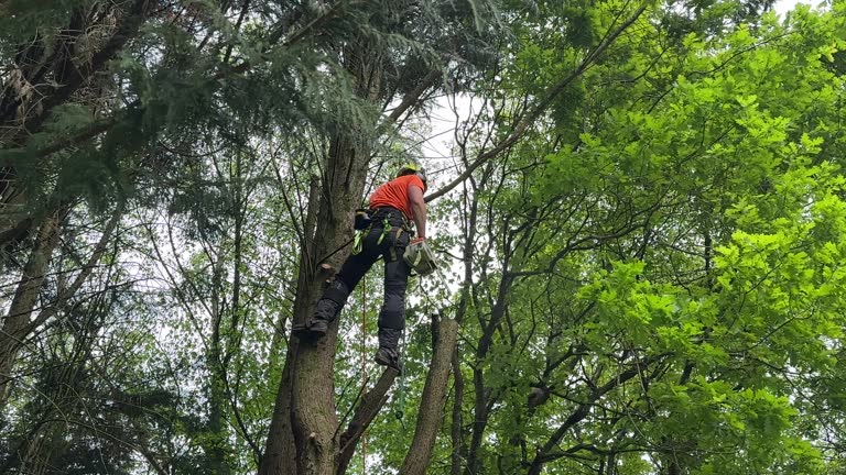 How Our Tree Care Process Works  in  Bon Air, VA