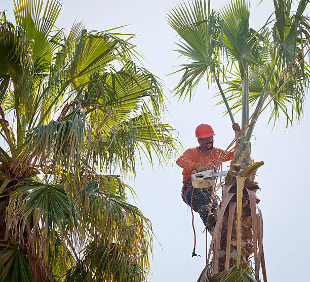 Best Tree Trimming and Pruning  in Bon Air, VA