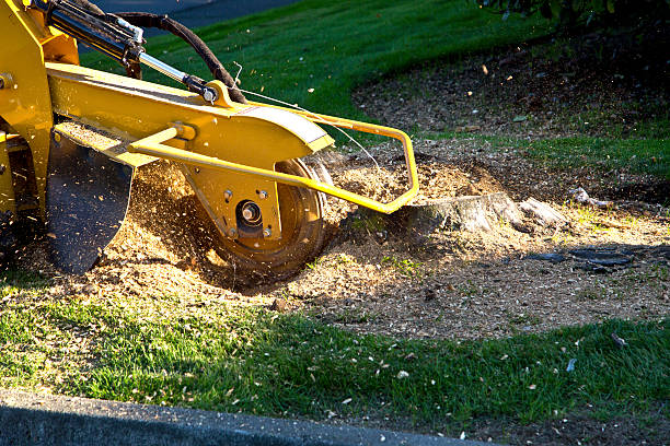 Best Lawn Watering Services  in Bon Air, VA