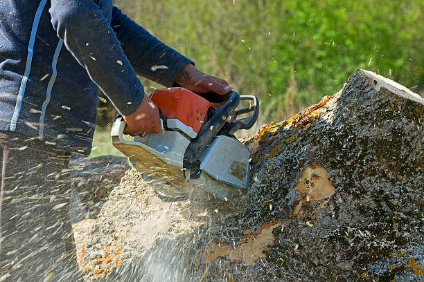 Best Lawn Grading and Leveling  in Bon Air, VA