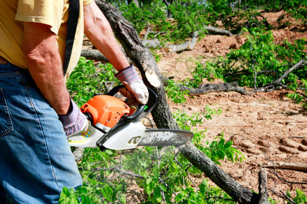 Best Grass Overseeding  in Bon Air, VA